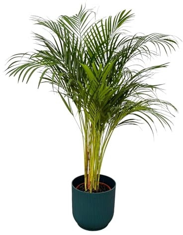 Palmo Areca – 85 cm – Ø19 cm con elho Vibes Fold Round blu, D22 x 20 cm