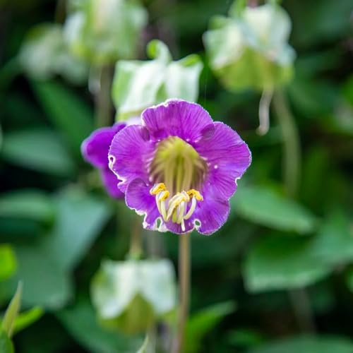 campanula, semi di campanula a crescita per l' di semi balcone in vaso ornamentali per zone soleggiate d'appartamento 40semi