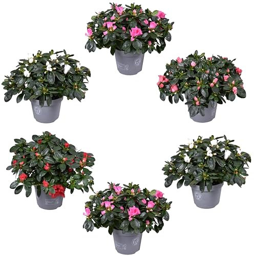 Set de 6 Unidades de Azalea Plantas Naturales para el Jardín