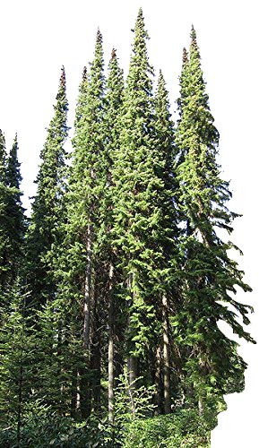 Serbische Fichte -Picea omorika- 25 Samen