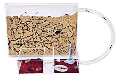 AntHouse - Formicaio Naturale di Sabbia | Kit Medium (Sandwich + Cassa di Foraggiamento) | Formiche Incluse con Regina