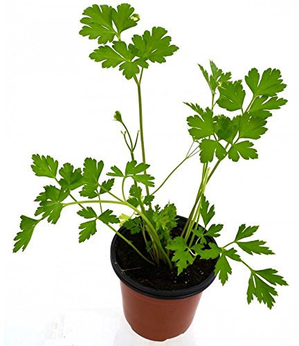 Perejil Planta Natural Pequeña Con Maceta - Planta Aromática y Culinaria