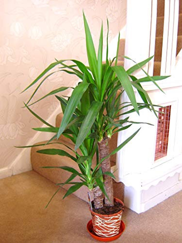 Large Traditional Evergreen House Plants in Pot with Metallic Interweave Line Decoration - Double Yucca