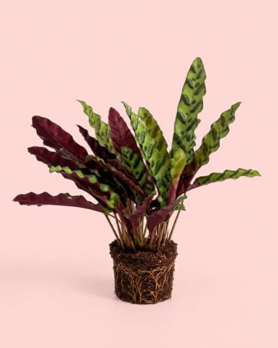 PUR PLANT Calathea Lancifolia M | Planta Natural Calathea Rattlesnake Tropical | Planta de Interior Decorativa