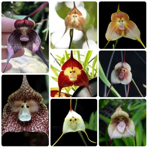 Semillas de orquídea mono, Drácula simia, orgánicas Semillas de orquídeas cara de mono, Comprar de orquídea cara de mono drácula 50pcs