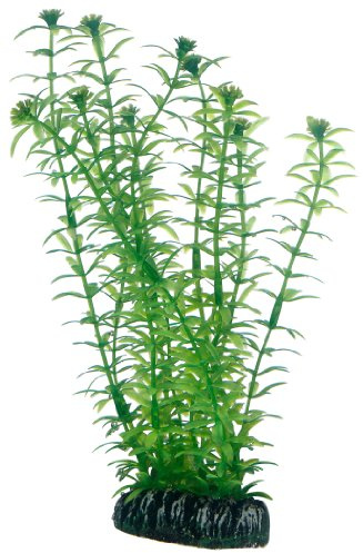 Hobby Lagarosifon, 20 cm