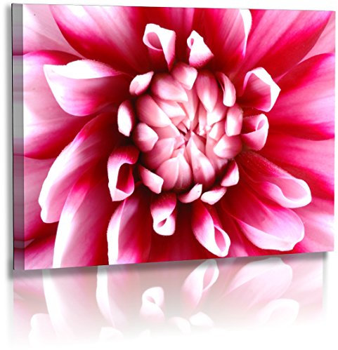 Fotoatelier Dirk Haas Premium Leinwandbild XXL - Natur - Blumenfotos - Blume - Bild - Dahlie - Frühlingsbilder - Rosa - Leinwand : 120 cm x 80 cm