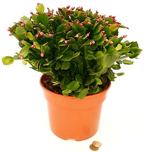 POWERS TO FLOWERS - SCHLUMBERGERA VIOLA XXL, Vaso 21cm, Natalina, Pasqualina, Rhipsalis, pianta vera