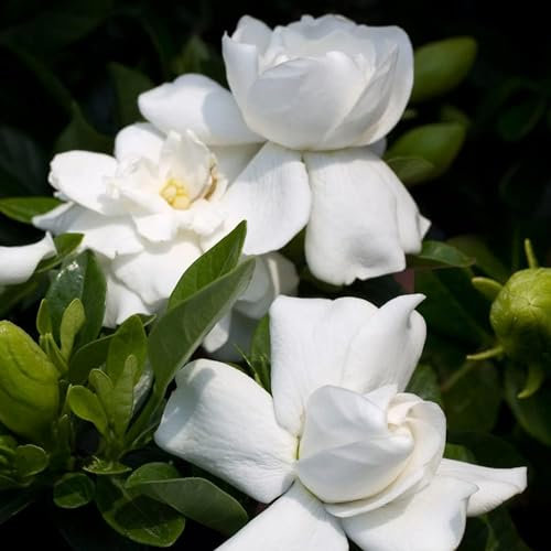 Carbeth Plants 2 x Gardenia White Crown Jewels in 9cm Pots - Cape Jasmine
