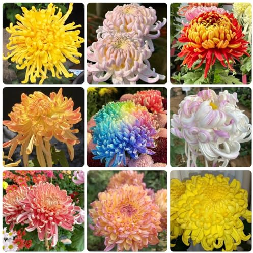 Semillas de crisantemo, jardín de interior variedades antiguas exóticas Decoración de jardín para exteriores invernaderos de balcón 120pcs