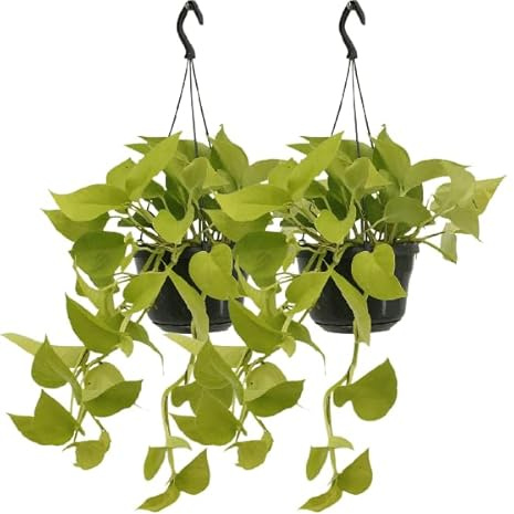 Efeutute – Epipremnum Golden Pothos – Scindapsus – Zimmerpflanze – Ø15cm – ca. 25cm hoch – 2 Pflanzen – pflegeleichte Kletter- & Hängepflanze für Zuhause & Büro