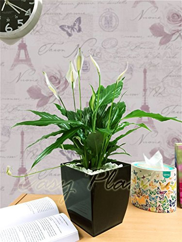 Life Improver 1 Evergreen Spathiphyllum Peace Lily Table Plant @ Gloss Black Milano Square Pot