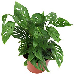 Monstera Adansonii (Swiss Cheese) - 8'' from California Tropicals