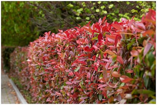 Stauden Gänge 50 x Photinia fraseri 'Red Robin' Rote Glanzmispel winterhart | Rote Heckenpflanze für Sonne bis Schatten, Blüte Mai bis Juni, mehrjährig, schnittverträglich, 9x9 cm Topf
