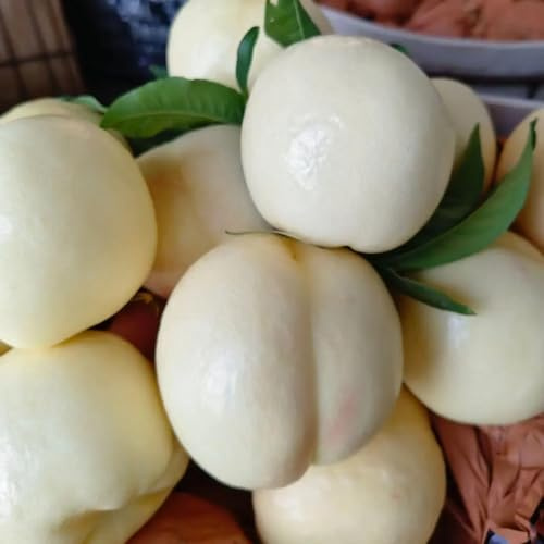 nettarina da appartamento per luoghi soleggiati semi di decorazione da giardino per esterni balcone colonnari Coltivazione di 10semi