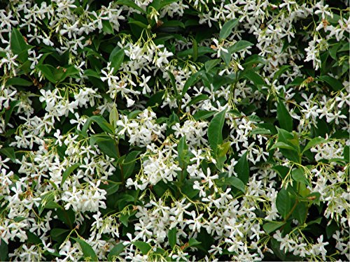 Trachelospermum Jasminoides - Star Jasmine- Climbing Plant- Massive Bushy Plants 1.5M Tall.