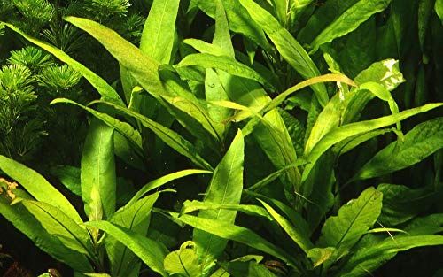 Tropica Aquarium Pflanze Aquariumpflanze Hygrophila 'Siamensis Nr.053A Wasserpflanzen Aquarium Aquariumpflanzen