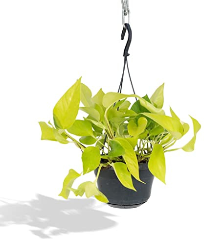 Epipremnum Golden Pothos - Scindapsus - 25cm - Ø15