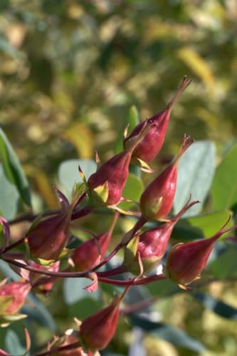 Hypericum kalmianum 'Gemo' 30–40 cm – Winterhart, Mehrjährig, Pflegeleicht – Johanniskraut – Blütenstrauch für Garten & Beet