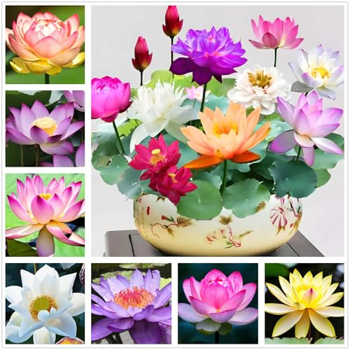 35 Pcs Bonsai Lotus Seeds for Planting Bowl Lotus Seeds, Water Lily Flower Plant Seed for Planting Home, Garden, Indoor, Outdoor