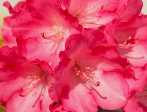 Rododendro Yakushimanum Fantastica con fiori rosa brillante, 25 – 30 cm, resistente all'inverno