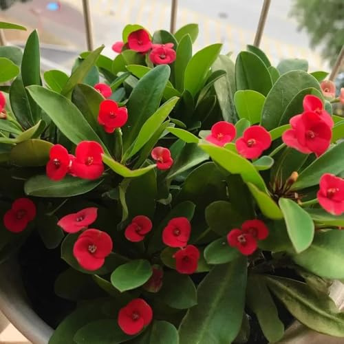 Semillas de espina de Cristo, Euphorbia milii, regalos de jardín para mujeres Comprar Espina De Cristo regalos sostenibles regalos para los amantes del jardín 500pcs
