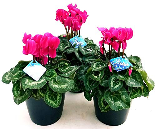 POWERS TO FLOWERS - CICLAMINO BRINO VIOLA 3 PIANTE, piante vere
