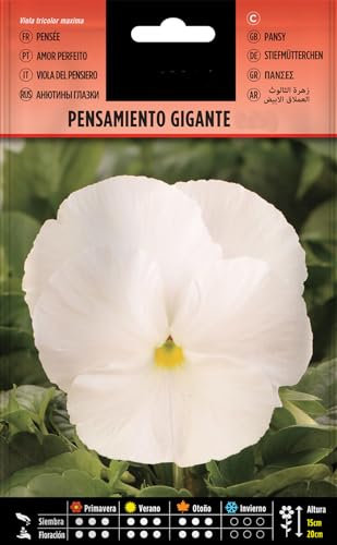 Flor de Pensamiento Sobre de Semillas de Flores de Exterior