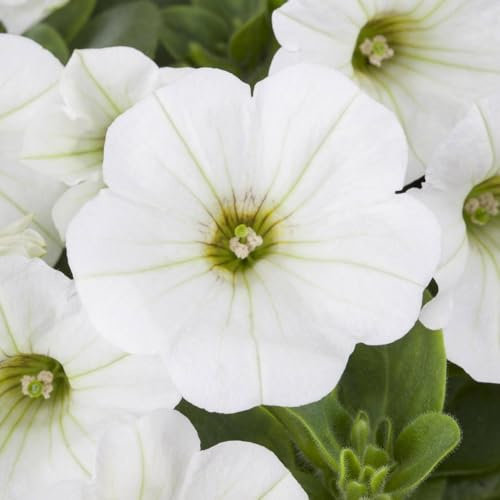 Petunie weiß, hängend, Topf-Ø 13 cm, 6 Pflanzen