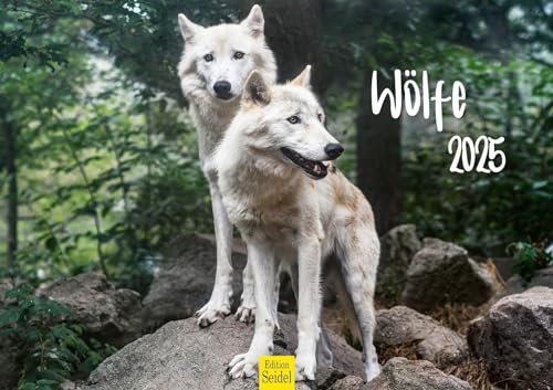 Edition Seidel Premium Kalender Wölfe 2025 Format DIN A3 Wandkalender Tierkalender Tiere Wildtiere Rudel Wolf Wald Natur