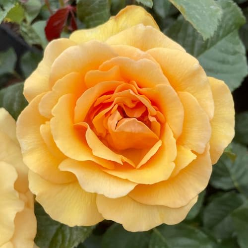 YouGarden Harkness Robert's Rose, Established Plant in 4 Litre Pot, Ready to Plant, Fragrant Amber Yellow Flowers, Grow in Patio Pots, Garden Beds, or Borders