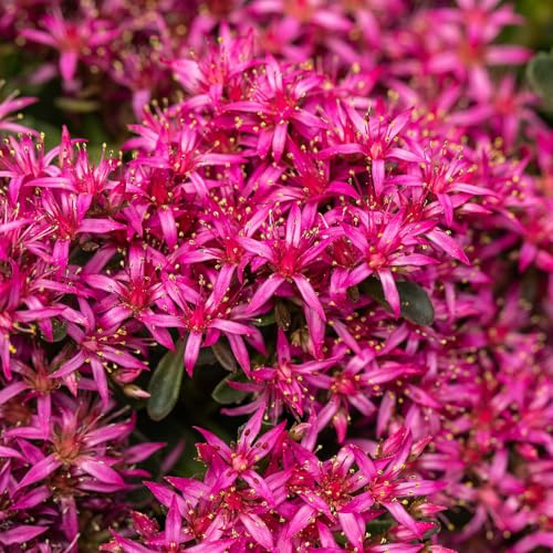 GARTEN SCHLÜTER® Roter Mauerpfeffer (Sedum spurium) - 3 Stück