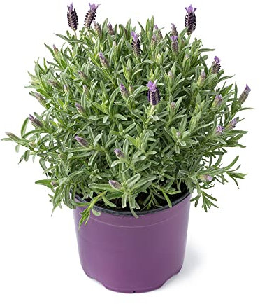 Lavender Plants, 'Fathead', 1 x Full Plant in a 1 Litre Pot, Lavender, Garden Ready and Ready to Plant, Premium Quality Garden Perennials