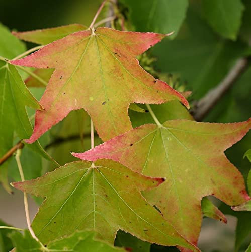 Amerikanischer Amberbaum Liquidambar styraciflua Klimabaum schöne Herbstfärbung 120-150 cm 5 Liter Topfballen