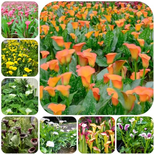 calla - di decorazione autunnali a precoce giardino decorazione balcone rizoma resistenti giardino e 6bulbi