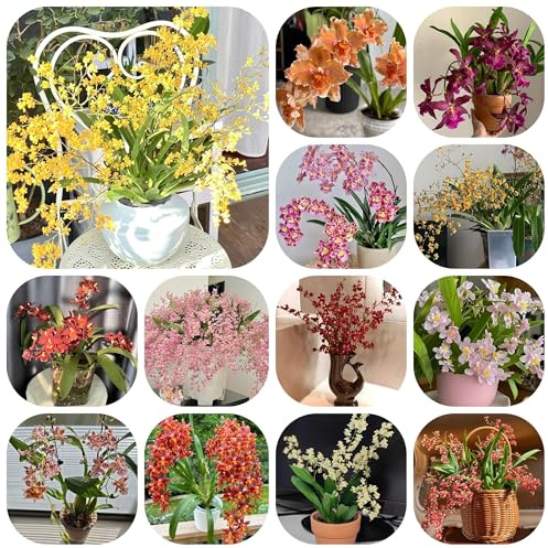 semi di orchidea oncidium, ombra orchidee primaverile, selvatici ornamentali decorazione resistenti all'esterno 150pcs