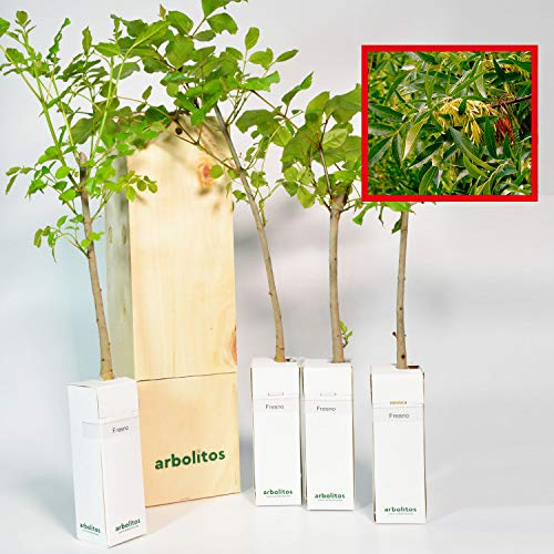 FRESNO - alveolo forestal en caja de madera - arbolito ideal para regalo (4)