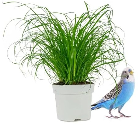 Hierba para Gatos y Perros - Cyperus Zumula Natural