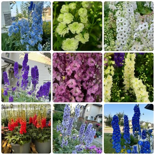 Rittersporn, garten geschenke für frauen wildblumensamen mehrjährig winterhart balkonpflanzen pflanzensamen 500Samen
