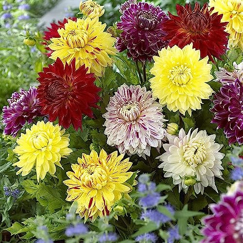 Dahlienknollen, gartendeko für draußen kletterpflanzen balkonpflanzen winterharte stauden für pralle sonne kübelpflanzen outdoor gartenblumen zimmerbonsai zimmergewächshaus 10pcs