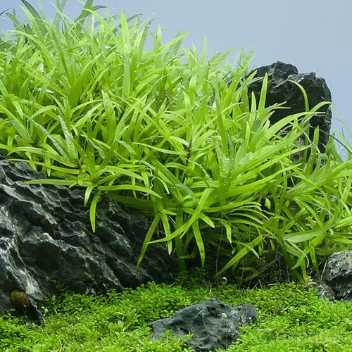 Seegrasblättriges Trugkölbchen/Heteranthera zosterifolia - NatureHolic In-Vitro Aquarium Pflanze