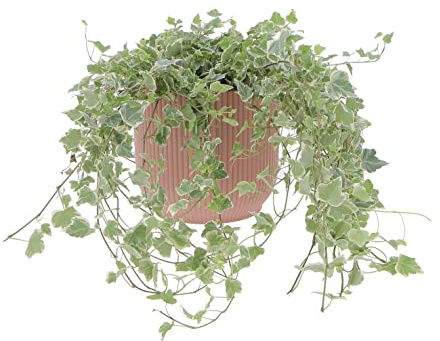 KENTIS - Edera Vera Variegata - Piante Rampicanti Vere da Esterno - Hedera Helix - Vaso Ø 19 cm