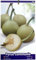 ÁRBOL FRUTAL PERAL PERETERO M25 100CM PARA EXTERIOR