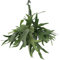 Fougère de cerf - h50cm, Ø21cm - plante d'intérieur tombante