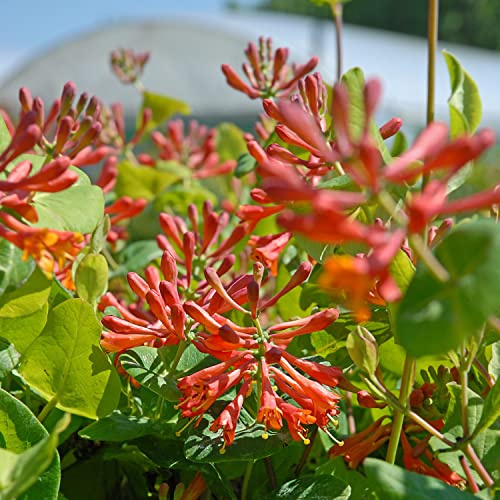 Lonicera 'Dropmore Scarlet' - Fiery Orange-Red Honeysuckle Blooms - Vigorous Climber for Walls and Fences - Culinary Delight - Hardy and Evergreen - 1.7 Litre Potted Plant by Thompson & Morgan (1)