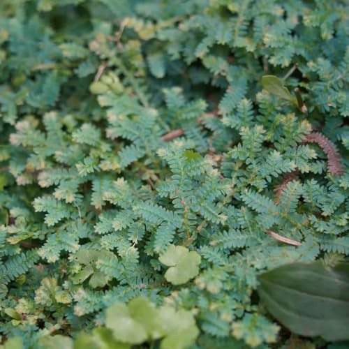 rose von jericho kaufen - deko wohnzimmer winterhart exotische 1zwiebeln