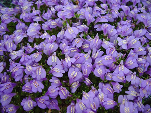 Stauden Gänge 50 x Mazus reptans (Winterhart/Staude/Bodendecker/Mehrjährig/Stauden) Lippenmäulchen - Eine farbenfrohe Grundlage für kreative Gartengestaltung - Trittfest