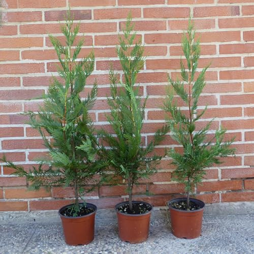 Cupressocyparis leylandii, 24 piante con altezza 60/80, vaso Ø18, per una siepe lunga da 12 a 16 metri - Cipresso di Leyland
