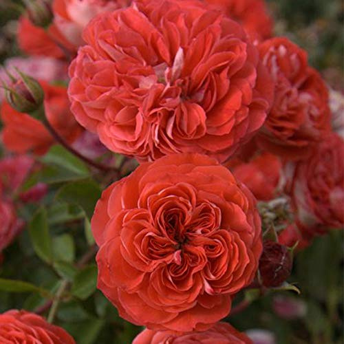 Heirloom Roses Rose Plant - Veranda® Brilliant™ Orange Rose Bush, Floribunda Live Plant for Planting Outdoors
