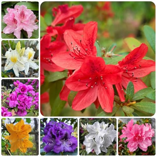 semi di rododendro, d'appartamento di azalee di perenni resistenti rialzati arbusti, decorazione del soggiorno aiuola, esotiche 25pcs